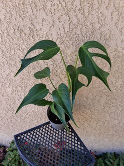 Monstera Burle Marx FLAME Plant $85