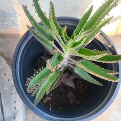  Mother of Thousands Seeds - Kalanchoe 'daigremontiana'. The Plant Is For Sale.  OBO