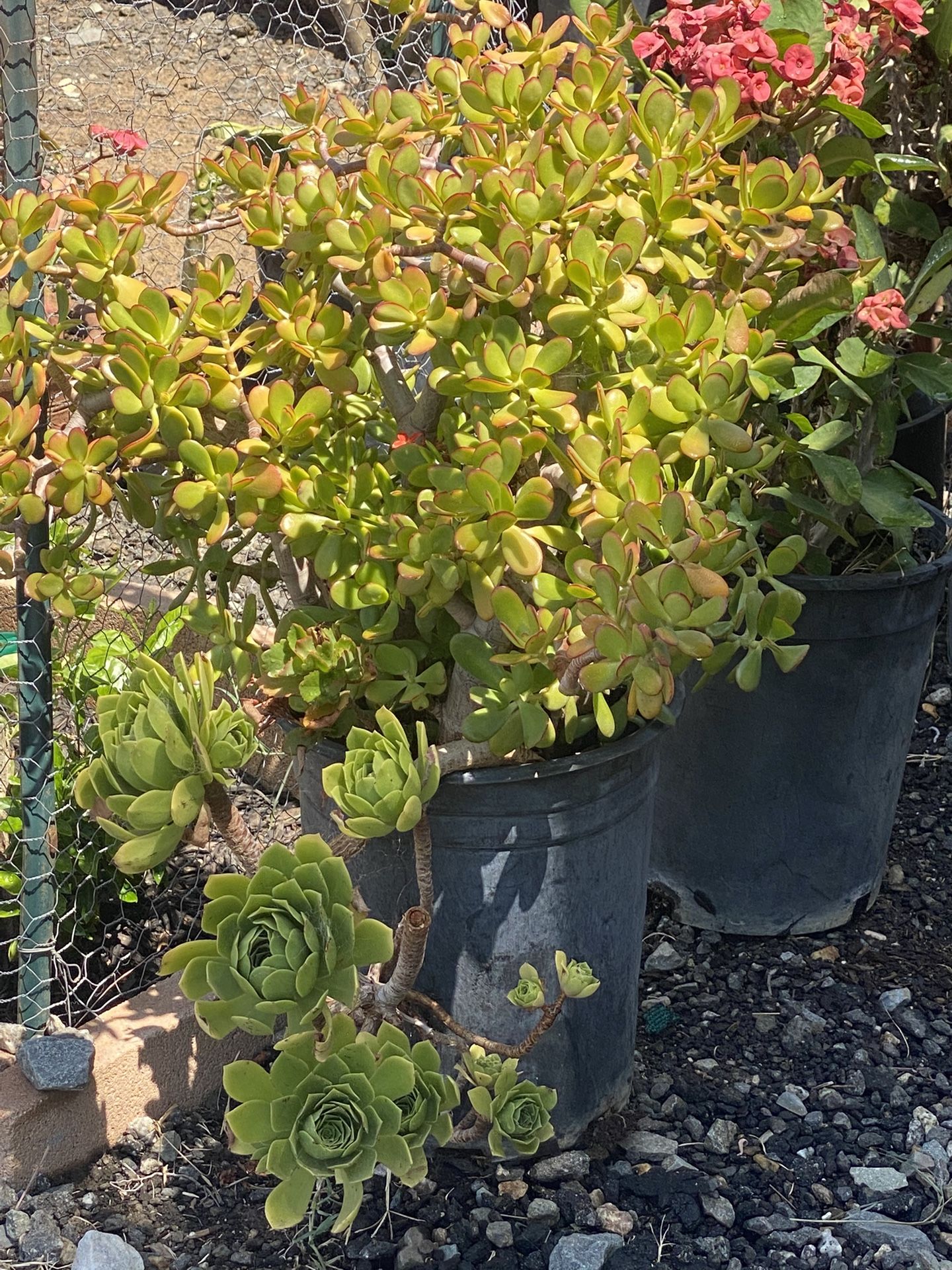 Succulent
