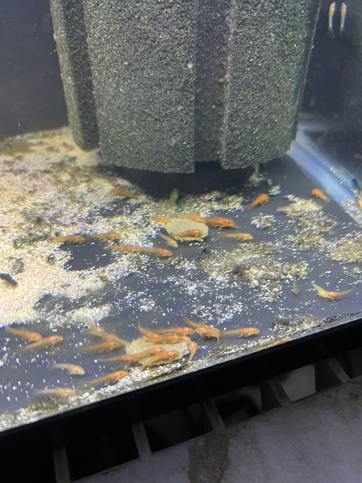 Fish Tank Decorations