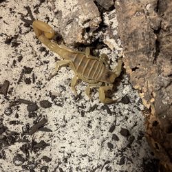 yellow scorpion 