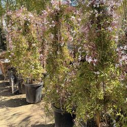 Pink Jasmine vines