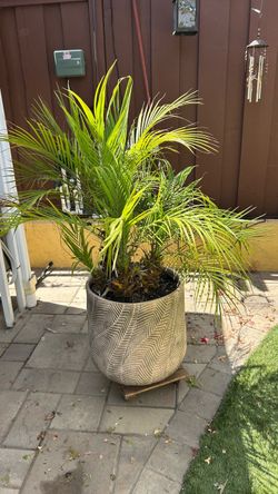 Palm Plant in Large Decorative Planter