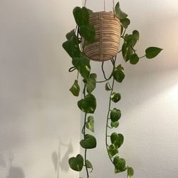 Pothos Plant 