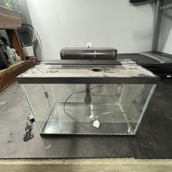 20 Gallon Aquarium Set Up