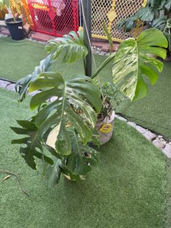 Tall Monstera Albo