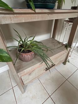 Struggling spider plant