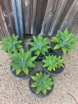 5 gallon fox tail agave