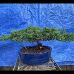 Bonsai Plants For Sale $60 Each