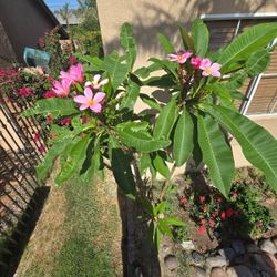 Colored Plumerias For Sale