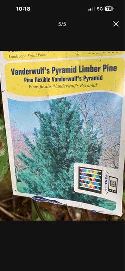 Pyramid Limber Pine