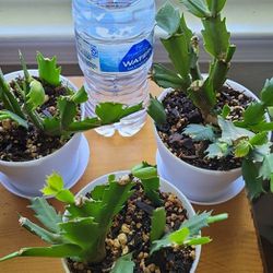 Flowering Holiday Cactus Starter Plant