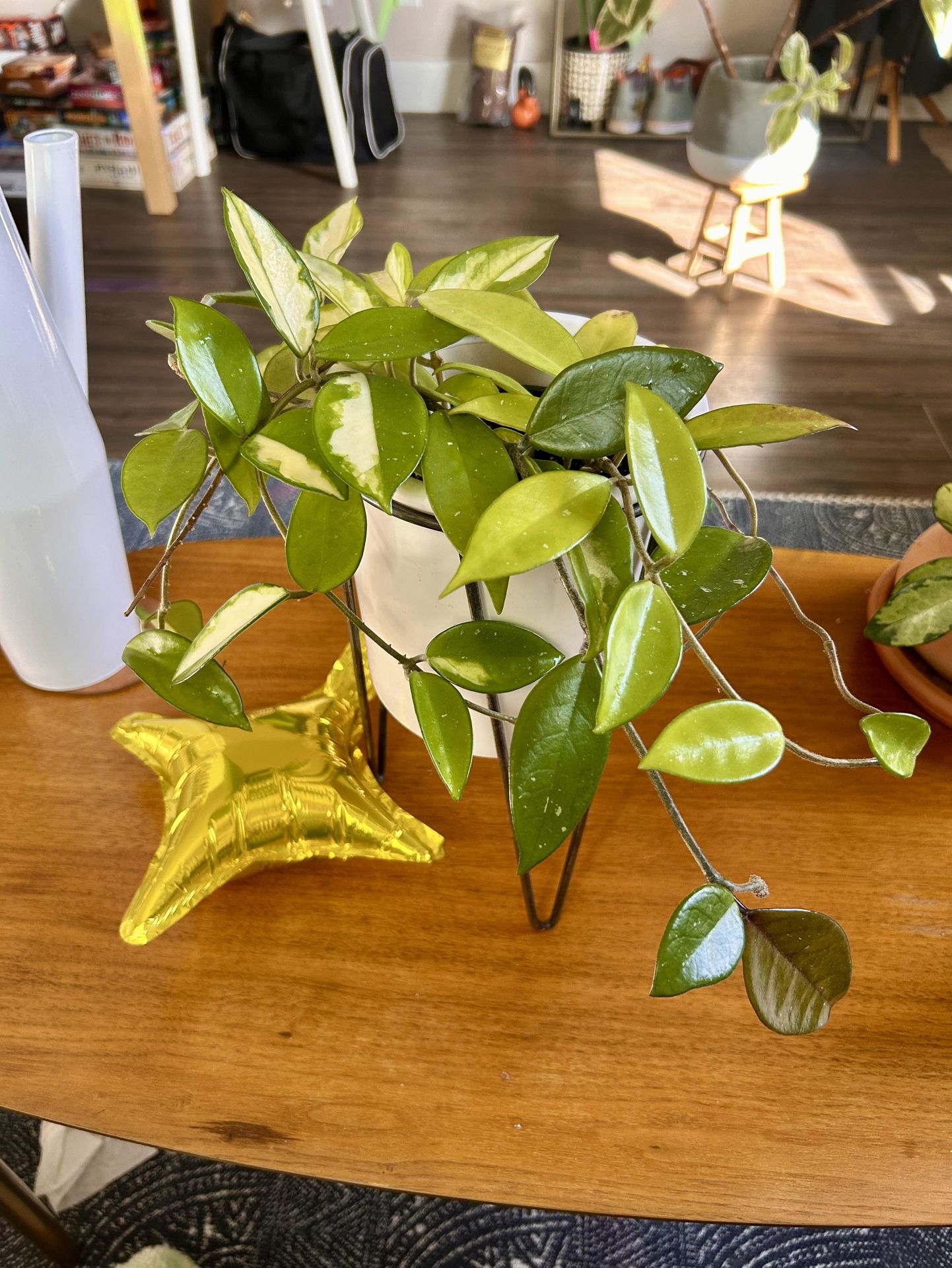 Hoya Carnosa Krimson Princess And Hoya Pubicalyx Plants In White Ceramic 6” Pot On Elevated Stand
