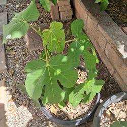 Brogiotto Fiorentino Italian Fig Tree in 5 Gallon Container 