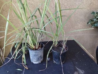 Lemongrass. Te Limon