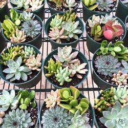 Succulent Plants