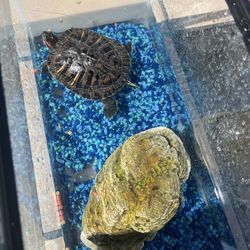 Turtle with every thing In the tank