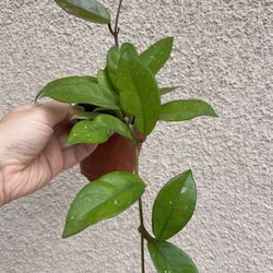 Beautiful Hoya Carnosa Plant