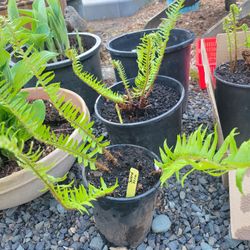 2 Native Sword Ferns