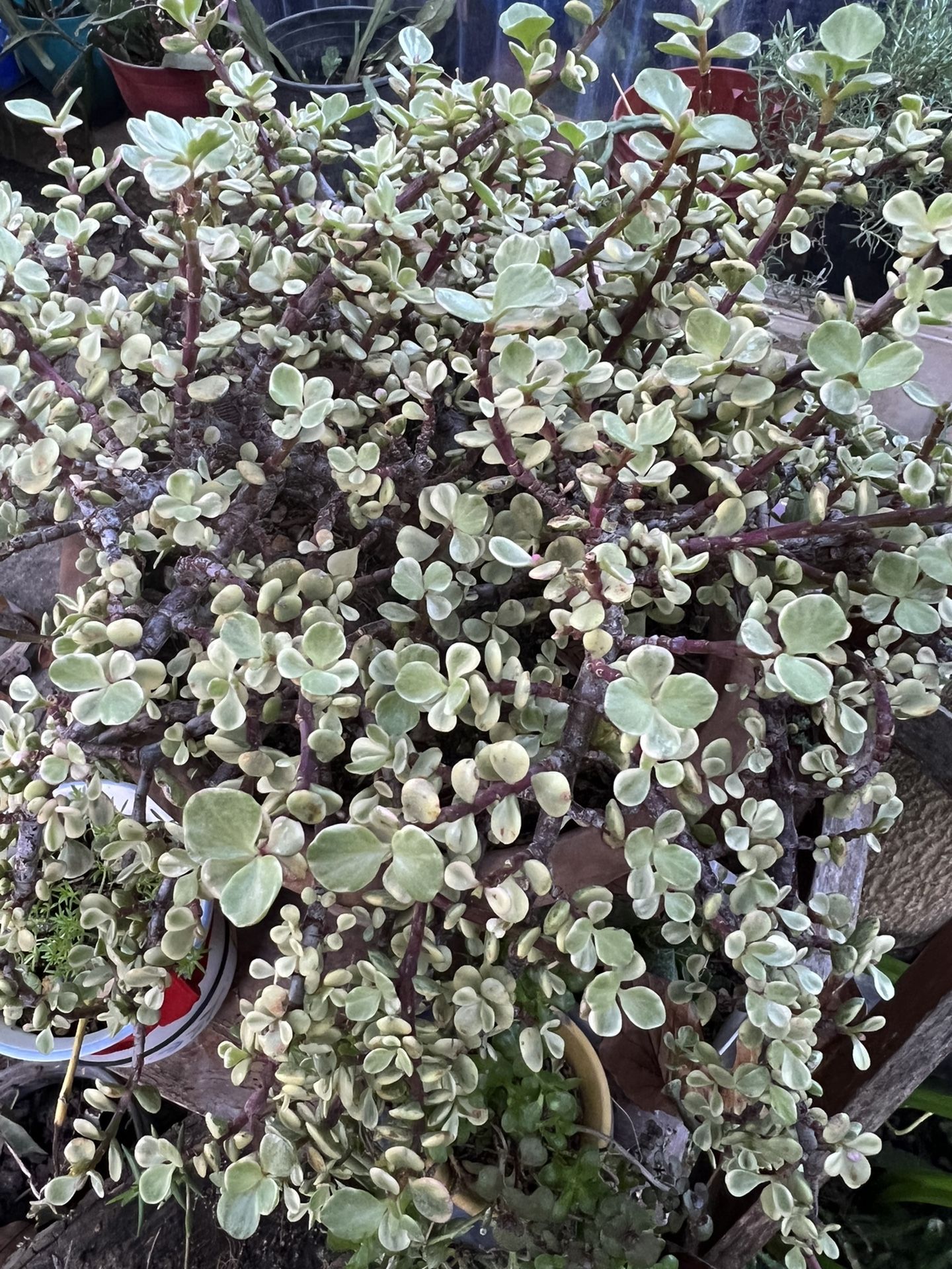 Elephant Bush Ion A 3- Gallon Classic Clay Pot From Italy