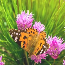 organic  Outsidepride Chives 

