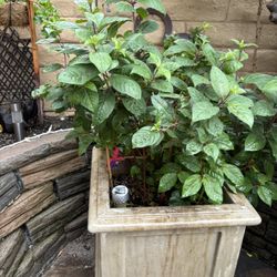 Large Ceramic Pot With Beautiful Fushia Plant And Geraniums