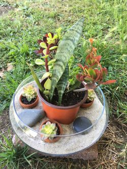 Live plant arrangement for Mothers Day