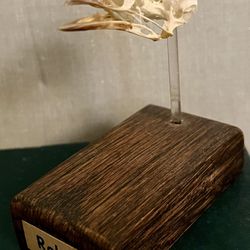 Natural Robin Bird Skull Mounted And Prepared By A Taxidermist 
