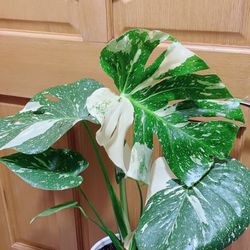 Thai Constellation Monstera