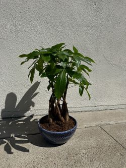 Money tree