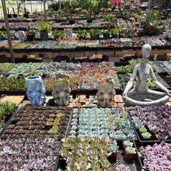 Ana’s Plants Succulents Cactus Aeoniums 