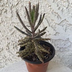 3 Inch Pot Succulent Plant - Kalanchoe Delagoensis- Chandelier Magic Tower - Established Plant - Drought Resistant - 🪴