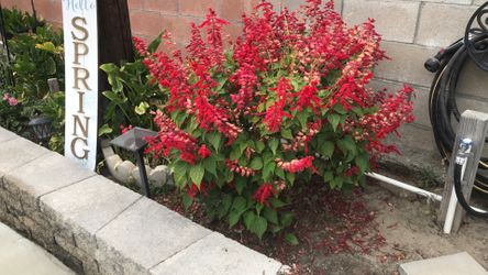 Flowered plant/tree in the ground. $30.