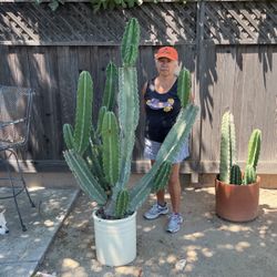 Large Potted Cactus for Sale in Claremont, CA - OfferUp