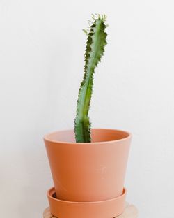 Euphorbia ammak 19” tall green cacti - 2 available