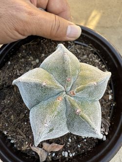 Astrophytum