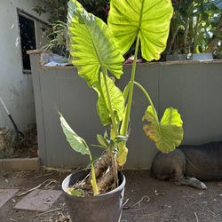 Large Giant Taro Upright Elephant Ear Plant Potted In Large Pot With Plumeria Plant, Alocasia Macrorrhizos Giant Taro And Plumeria