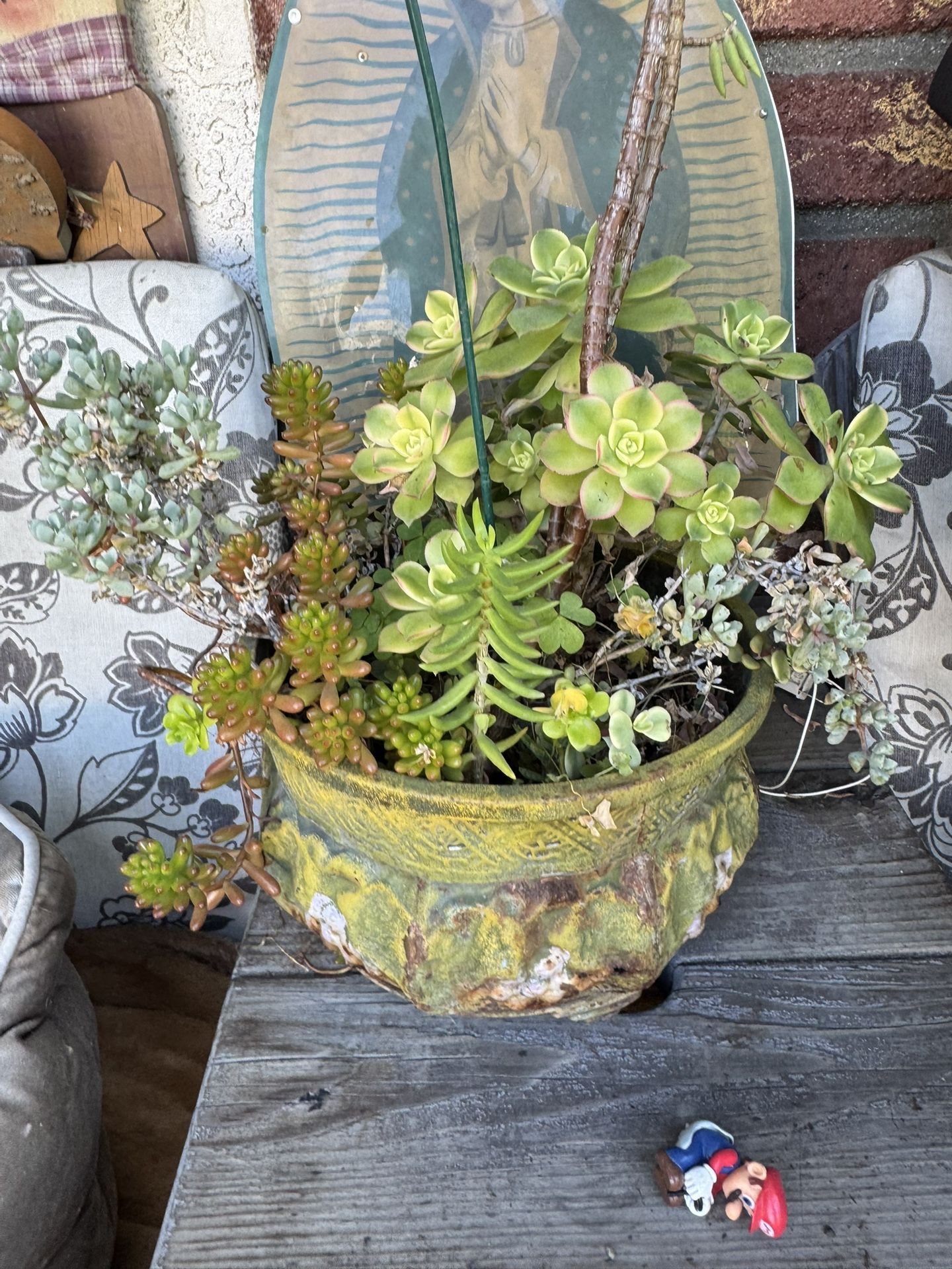 Assorted Succulent Arrangement