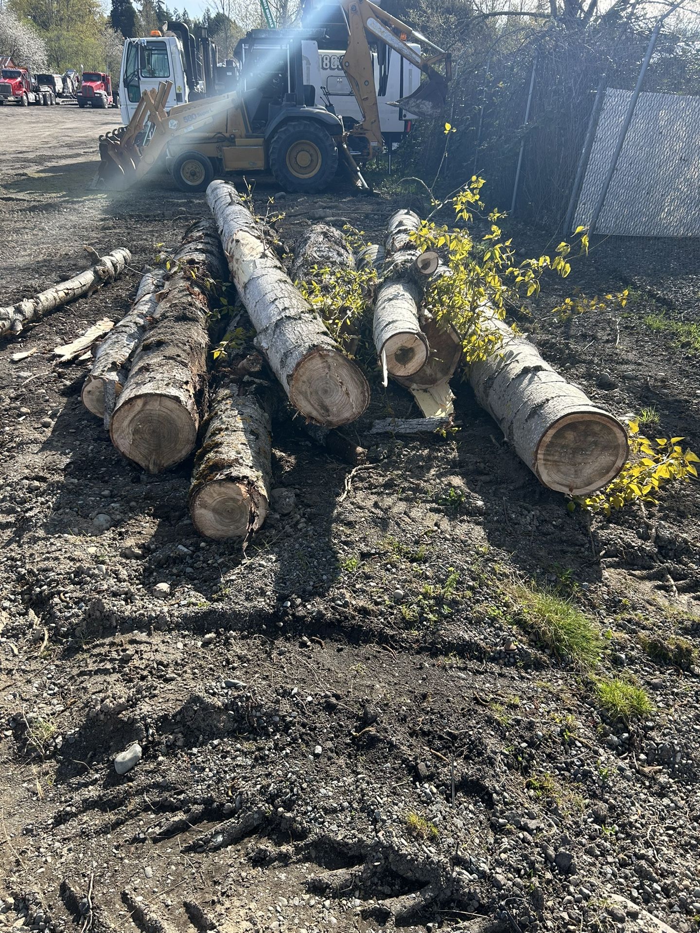 Cottonwood Logs