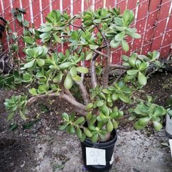 Various potted plants