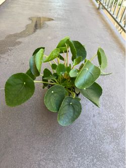 Chinese money plant