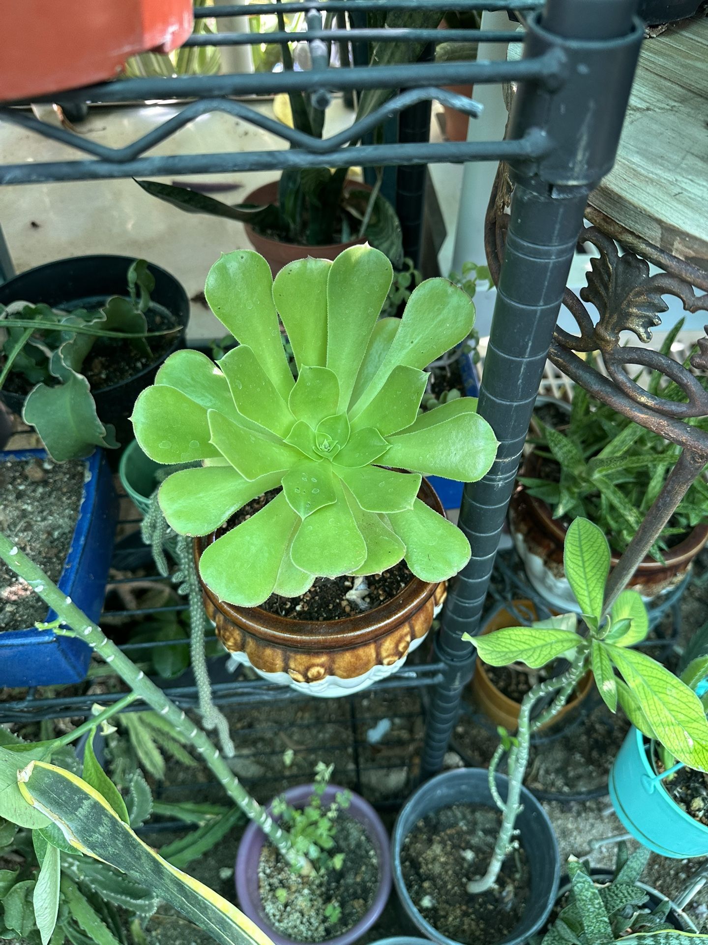 Plants For Sale