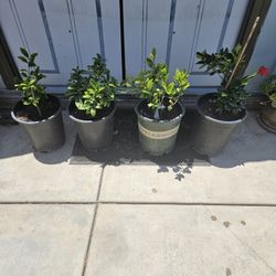 Plantas De Li.on Verde