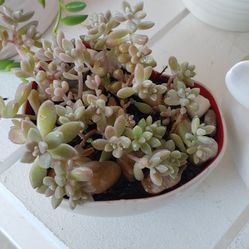 Succulent Plant