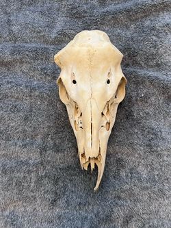Real Whitetail Deer Skull 11” Cleaned Bone Taxidermy Oddity Rustic Decor