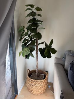 Faux Fiddle Leaf Fig Tree in Woven Basket Artificial Plant