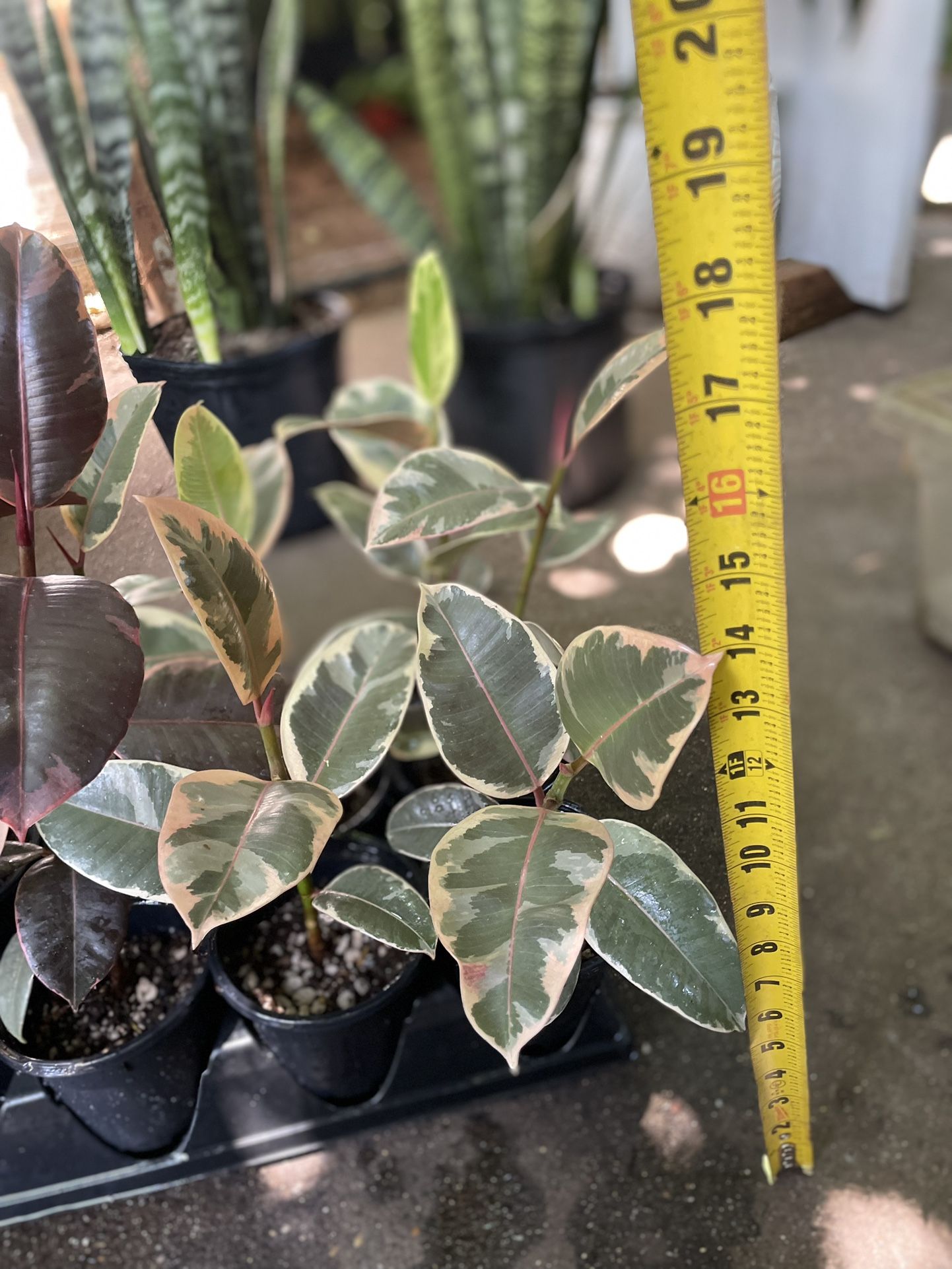 Tineke or Ruby rubber plant, any plant in the tray; 95820