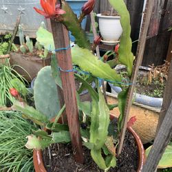 Big Plant In 15 Gallon Foam Decorative Pot. Beautiful Many Flowers Came.