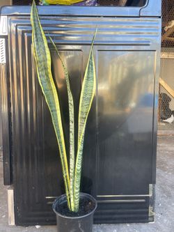 Snake 🐍 Plant 🪴 