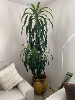 Corn plant